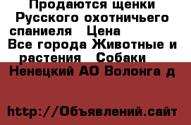 Продаются щенки Русского охотничьего спаниеля › Цена ­ 25 000 - Все города Животные и растения » Собаки   . Ненецкий АО,Волонга д.